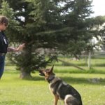 Dog Trainers Montana