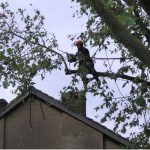 Tree Surgeons Dulwich