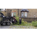 Tree Surgeons Enfield