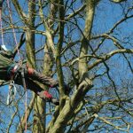 Marlow Tree Surgery