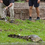 Flights stopped and crocodiles seen roaming streets as severe floods hit Australia’s Queensland