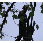 Tree Surgeons Southend