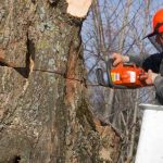 Tree Surgeons Chelmsford